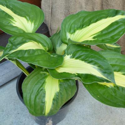 Hosta 'Twister'